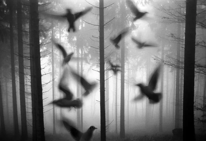 I "Free" Zoo Animals By Bringing Them Back To The Forest With Photoshop