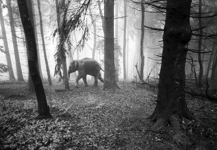 I "Free" Zoo Animals By Bringing Them Back To The Forest With Photoshop