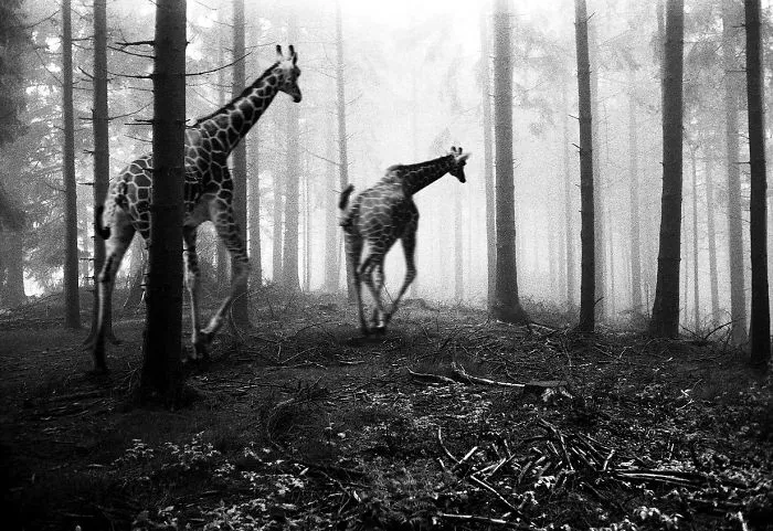 I "Free" Zoo Animals By Bringing Them Back To The Forest With Photoshop