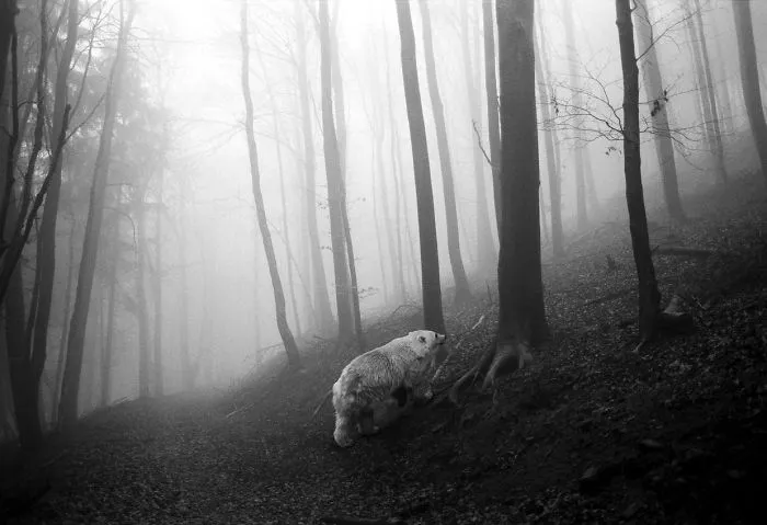 I "Free" Zoo Animals By Bringing Them Back To The Forest With Photoshop