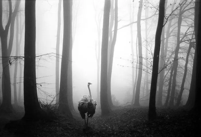 I "Free" Zoo Animals By Bringing Them Back To The Forest With Photoshop