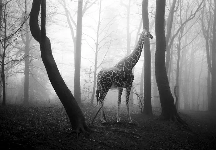 I "Free" Zoo Animals By Bringing Them Back To The Forest With Photoshop