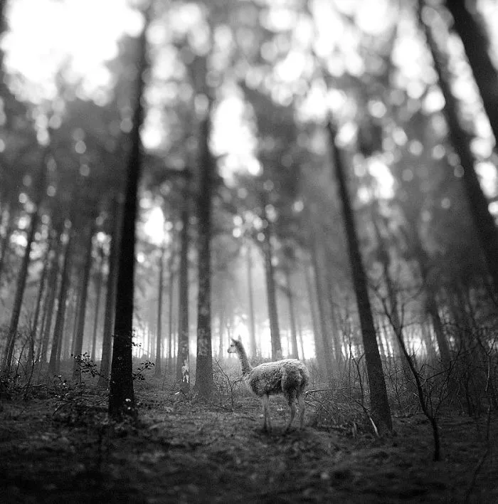 I "Free" Zoo Animals By Bringing Them Back To The Forest With Photoshop