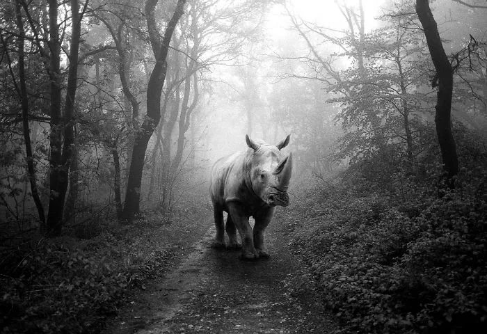 I "Free" Zoo Animals By Bringing Them Back To The Forest With Photoshop