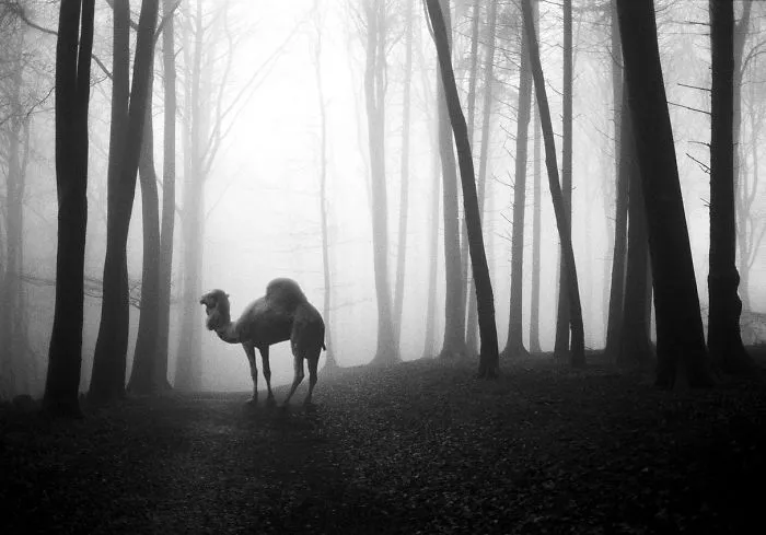I "Free" Zoo Animals By Bringing Them Back To The Forest With Photoshop