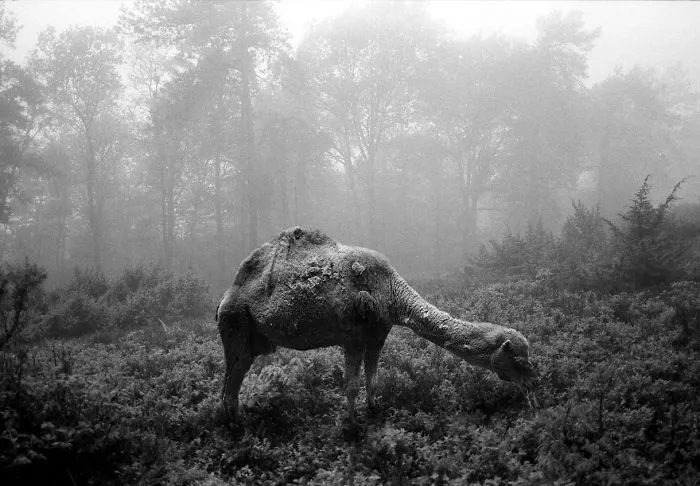 I "Free" Zoo Animals By Bringing Them Back To The Forest With Photoshop