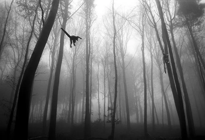 I "Free" Zoo Animals By Bringing Them Back To The Forest With Photoshop