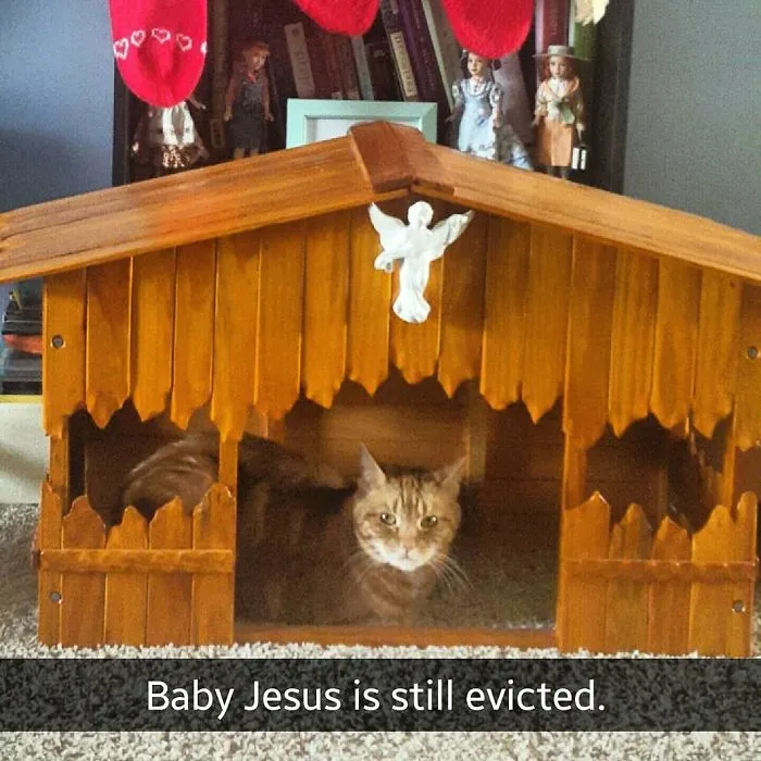 Landlord Kitty Has No Sympathy For Your Sad Tale, Mary