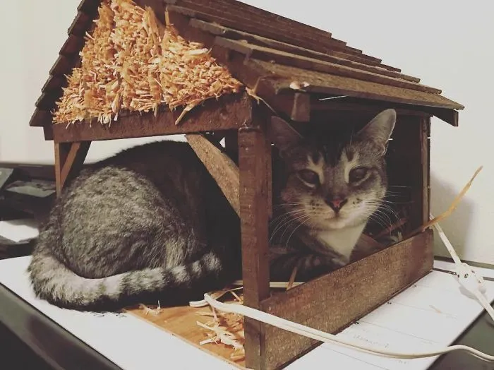 We Decided To Showcase The Cat That Was At The First Christmas