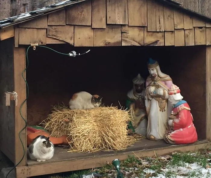 On My Morning Run, I Came Across This Cat-Tivating Scene
