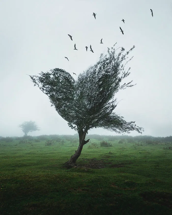 Bird Tree