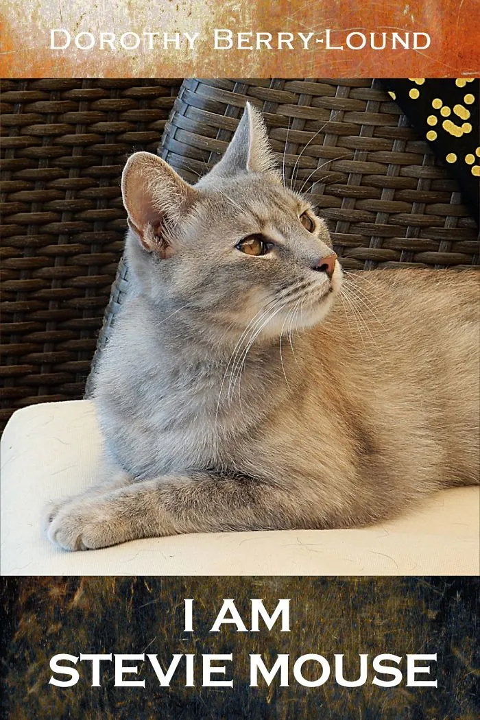 My Cat Stevie Mouse Is Now Famous