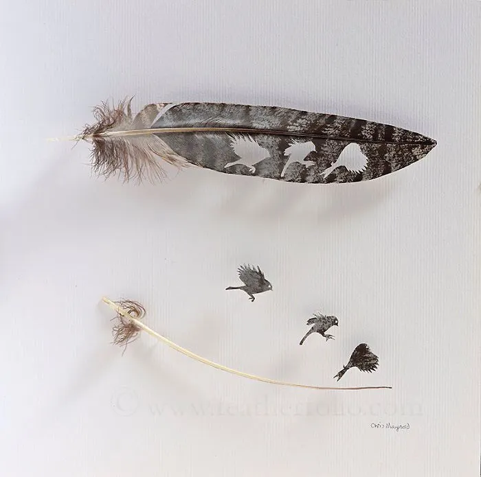I Use Eye Surgery Scissors And Scalpels To Carve Feathers Into Intricate Art (New Pics)