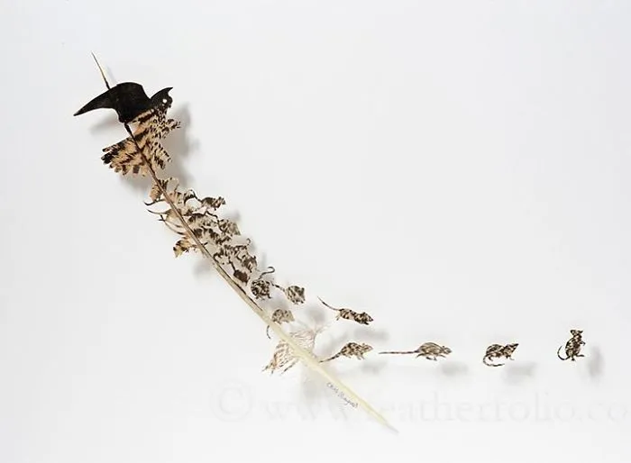 I Use Eye Surgery Scissors And Scalpels To Carve Feathers Into Intricate Art (New Pics)