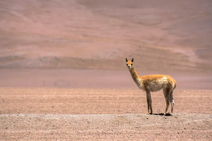 Uyuni Salt Flat And Surrounding Areas