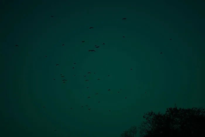 Birds In Flight