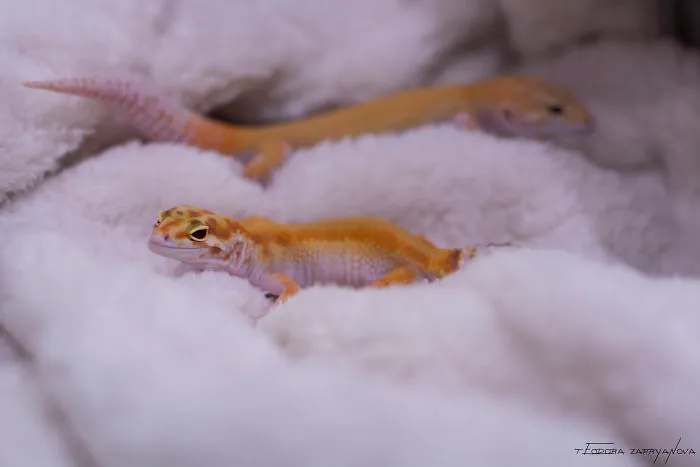 An Extraordinary Photosession With A Gecko Family
