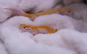 An Extraordinary Photosession With A Gecko Family
