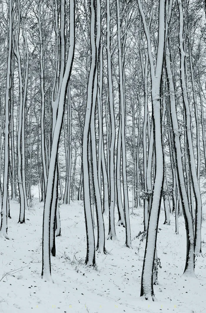 White Woods