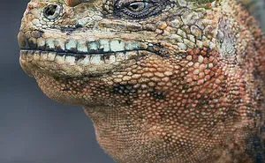 Photographer Spends 2 Years Photographing Animals That May Soon Be Extinct, And It Breaks Our Hearts