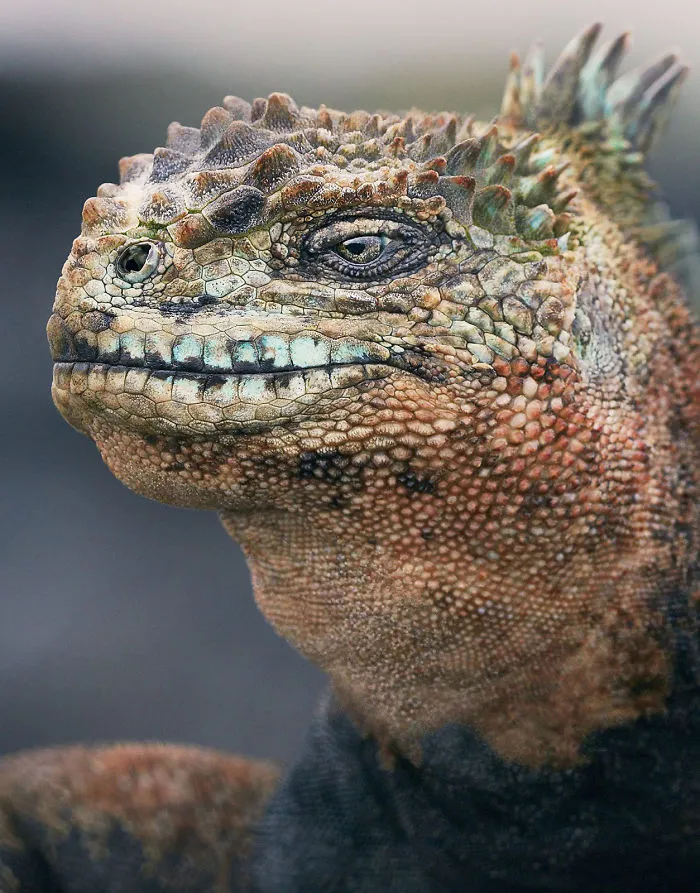 Marine Iguana