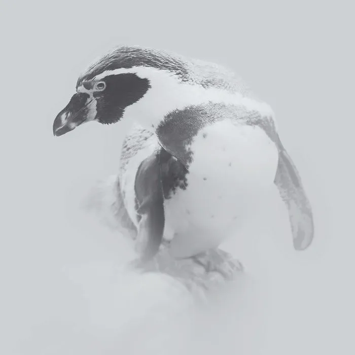 Deep Souls: We Portray Different Personalities Of Animals