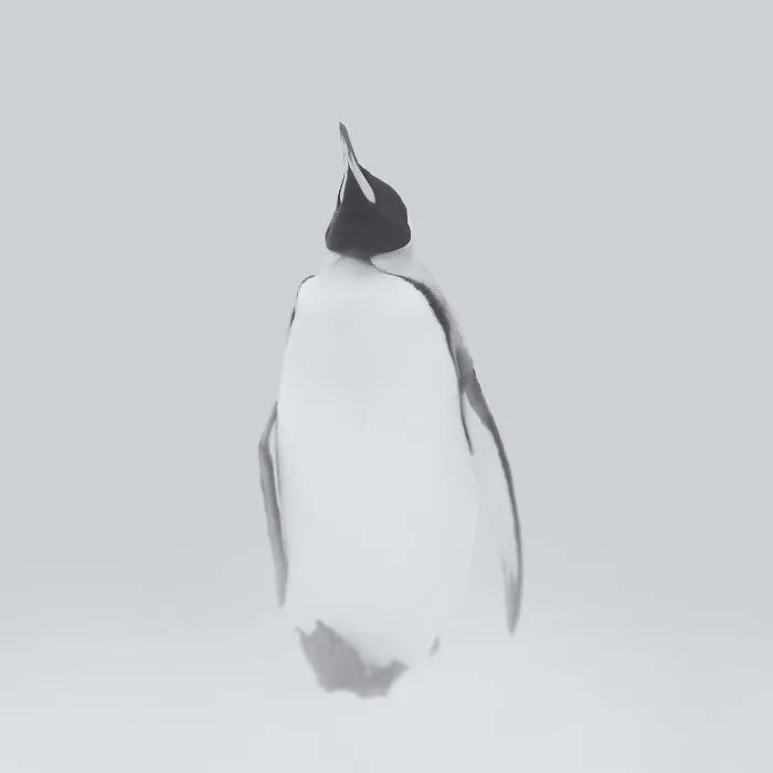 Deep Souls: We Portray Different Personalities Of Animals