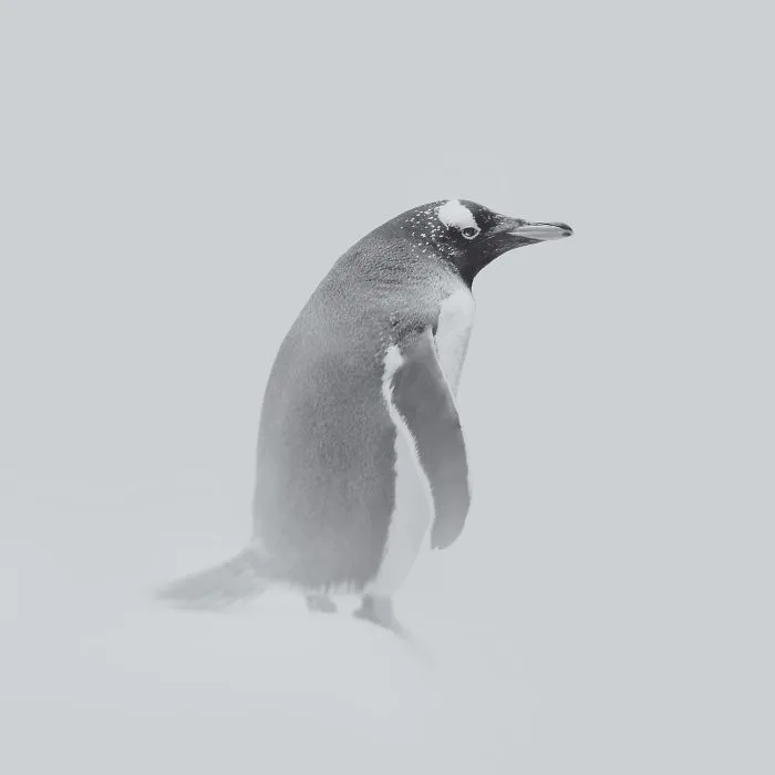 Deep Souls: We Portray Different Personalities Of Animals