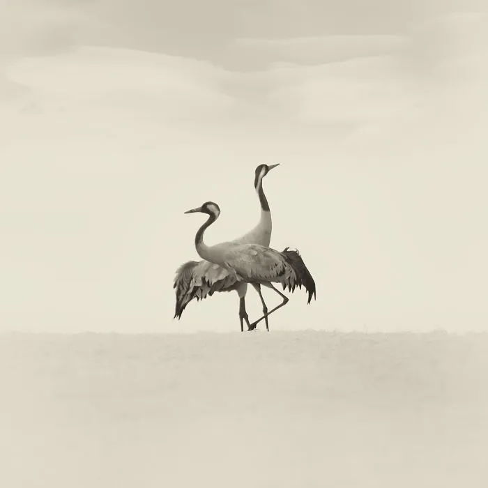 Deep Souls: We Portray Different Personalities Of Animals