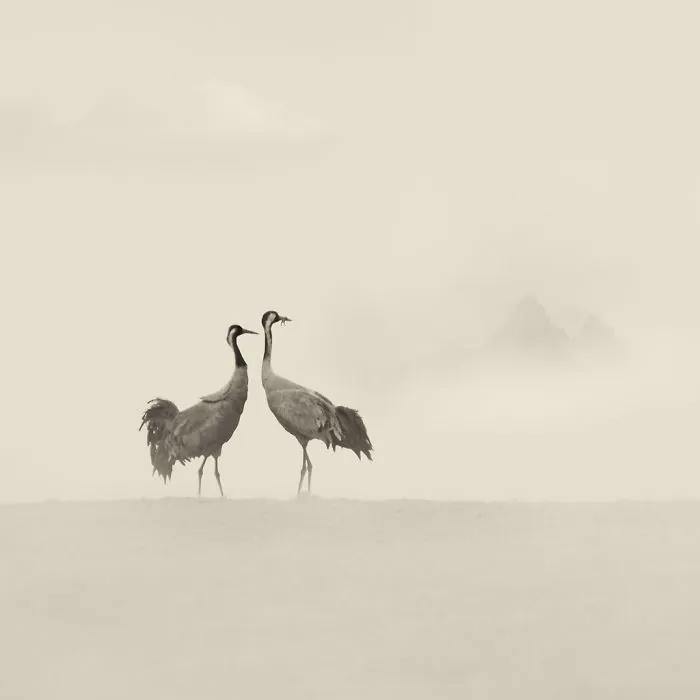 Deep Souls: We Portray Different Personalities Of Animals