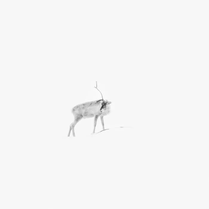 Deep Souls: We Portray Different Personalities Of Animals