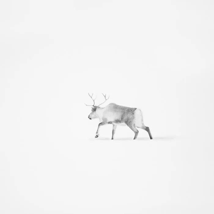 Deep Souls: We Portray Different Personalities Of Animals