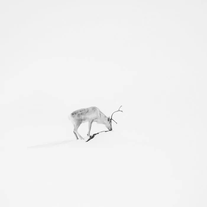 Deep Souls: We Portray Different Personalities Of Animals