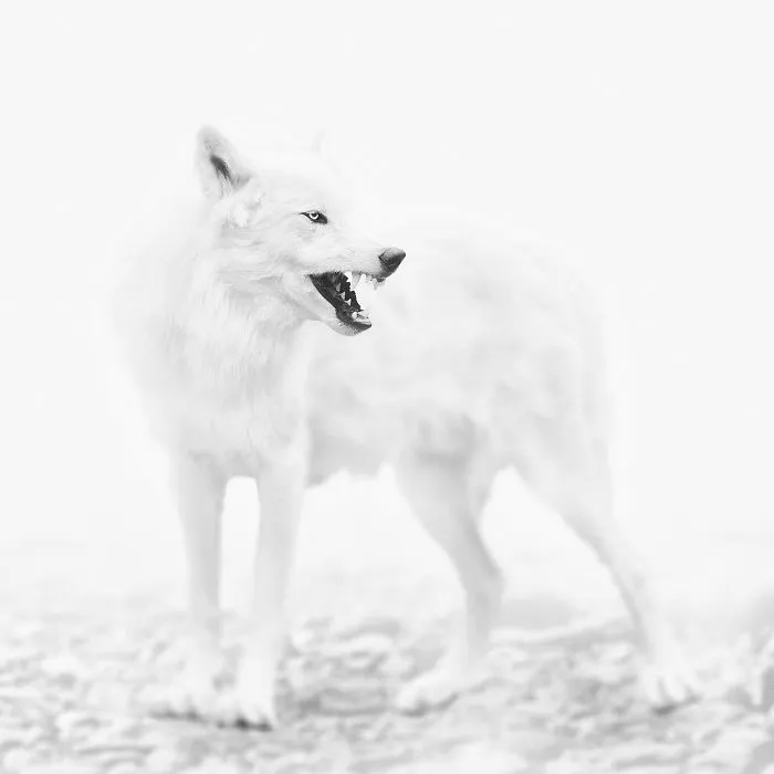 Deep Souls: We Portray Different Personalities Of Animals