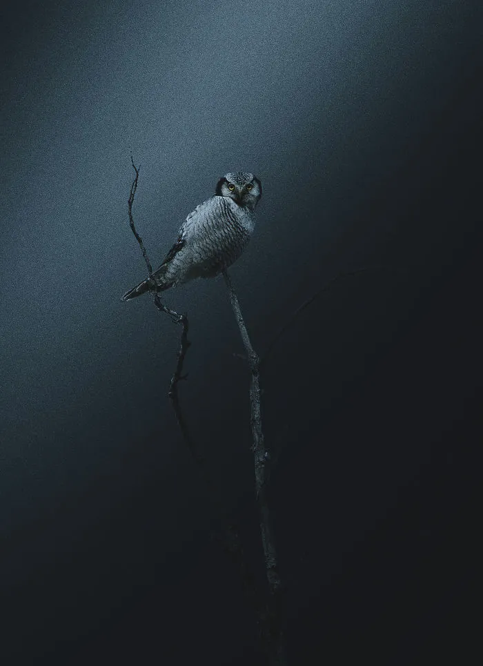 Deep Souls: We Portray Different Personalities Of Animals
