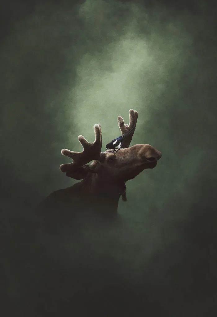 Deep Souls: We Portray Different Personalities Of Animals