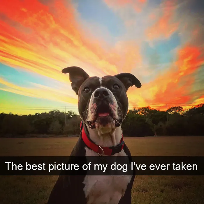 191 Hilarious Dog Snapchats That Are Impawsible Not To Laugh At (Part 4)