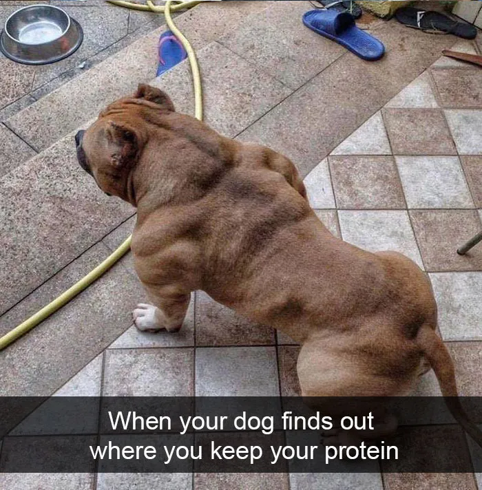 191 Hilarious Dog Snapchats That Are Impawsible Not To Laugh At (Part 4)