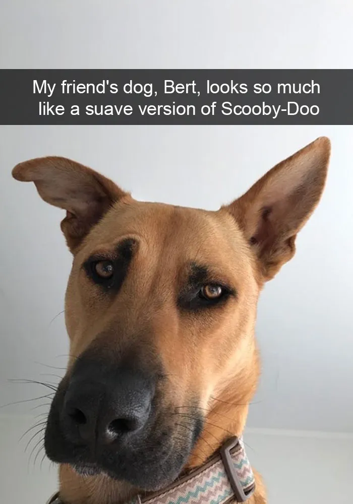 191 Hilarious Dog Snapchats That Are Impawsible Not To Laugh At (Part 4)