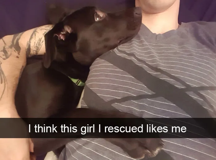 191 Hilarious Dog Snapchats That Are Impawsible Not To Laugh At (Part 4)
