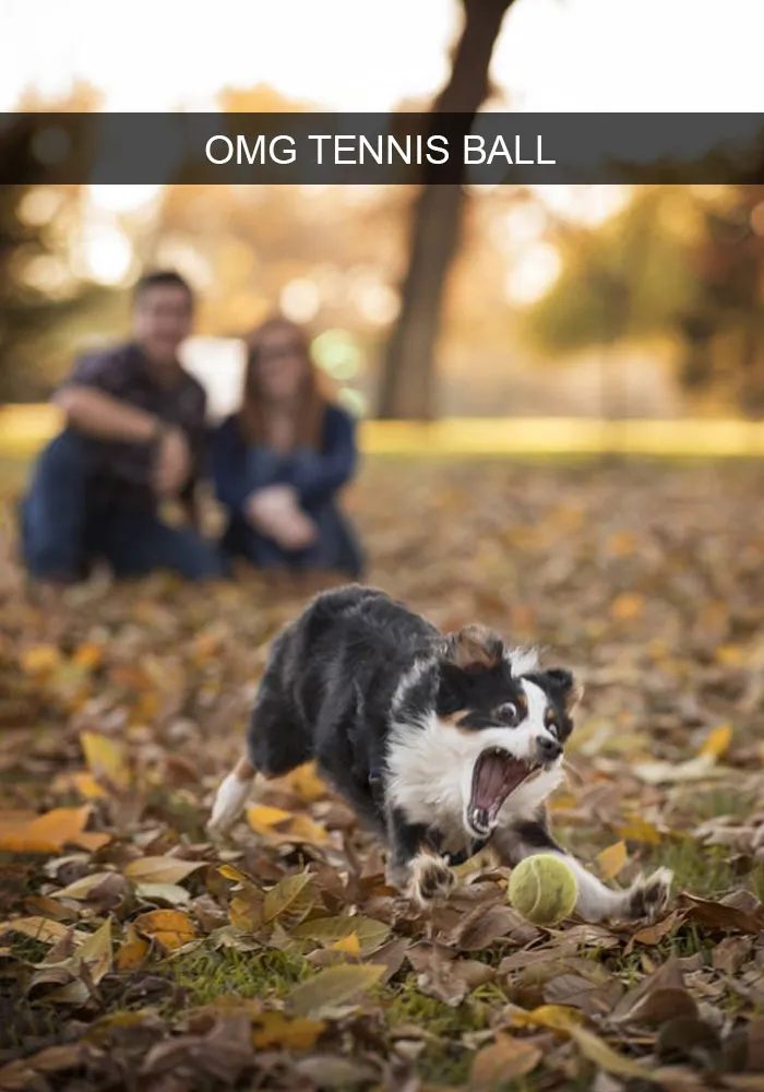 191 Hilarious Dog Snapchats That Are Impawsible Not To Laugh At (Part 4)