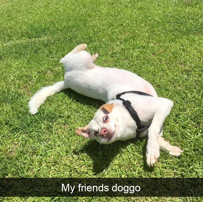 191 Hilarious Dog Snapchats That Are Impawsible Not To Laugh At (Part 4)