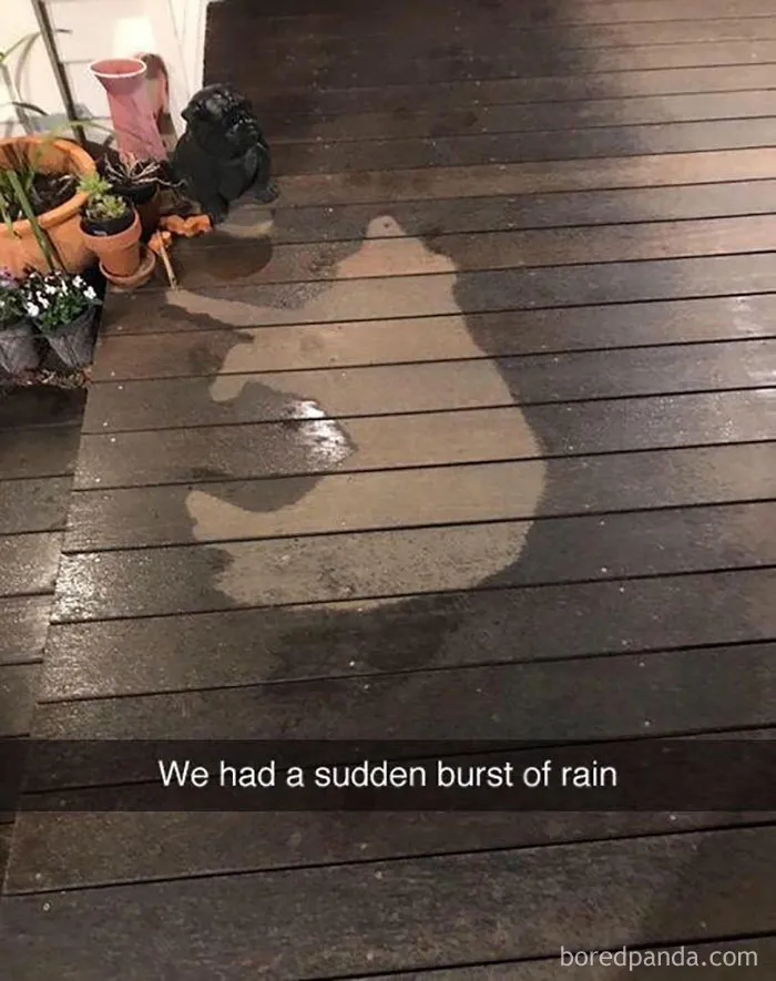 191 Hilarious Dog Snapchats That Are Impawsible Not To Laugh At (Part 4)