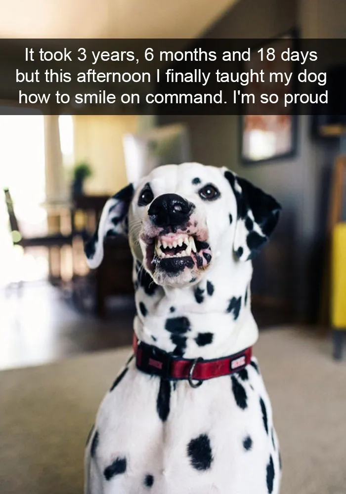 191 Hilarious Dog Snapchats That Are Impawsible Not To Laugh At (Part 4)