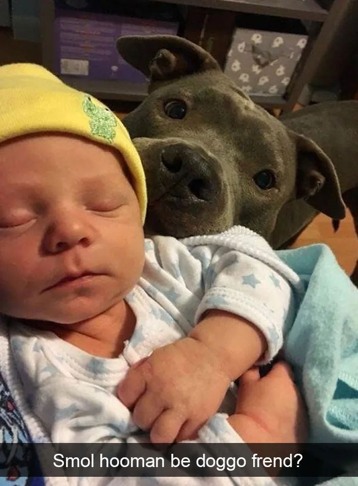 191 Hilarious Dog Snapchats That Are Impawsible Not To Laugh At (Part 4)