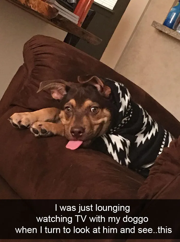 191 Hilarious Dog Snapchats That Are Impawsible Not To Laugh At (Part 4)