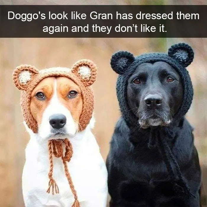 191 Hilarious Dog Snapchats That Are Impawsible Not To Laugh At (Part 4)