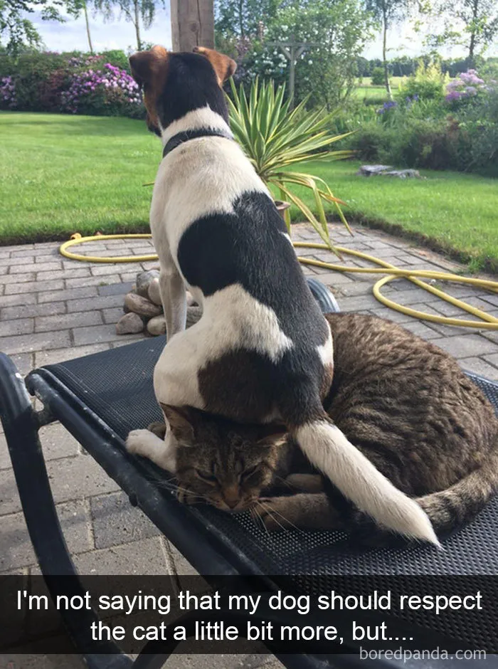 191 Hilarious Dog Snapchats That Are Impawsible Not To Laugh At (Part 4)