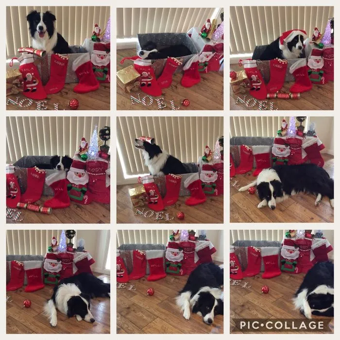 My Photo Shoot To Make My Xmas Cards This Year. Trix Had Had Enough By The End!