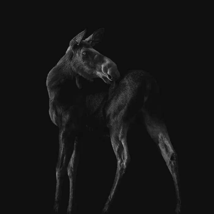 Deep Souls: We Portray Different Personalities Of Animals